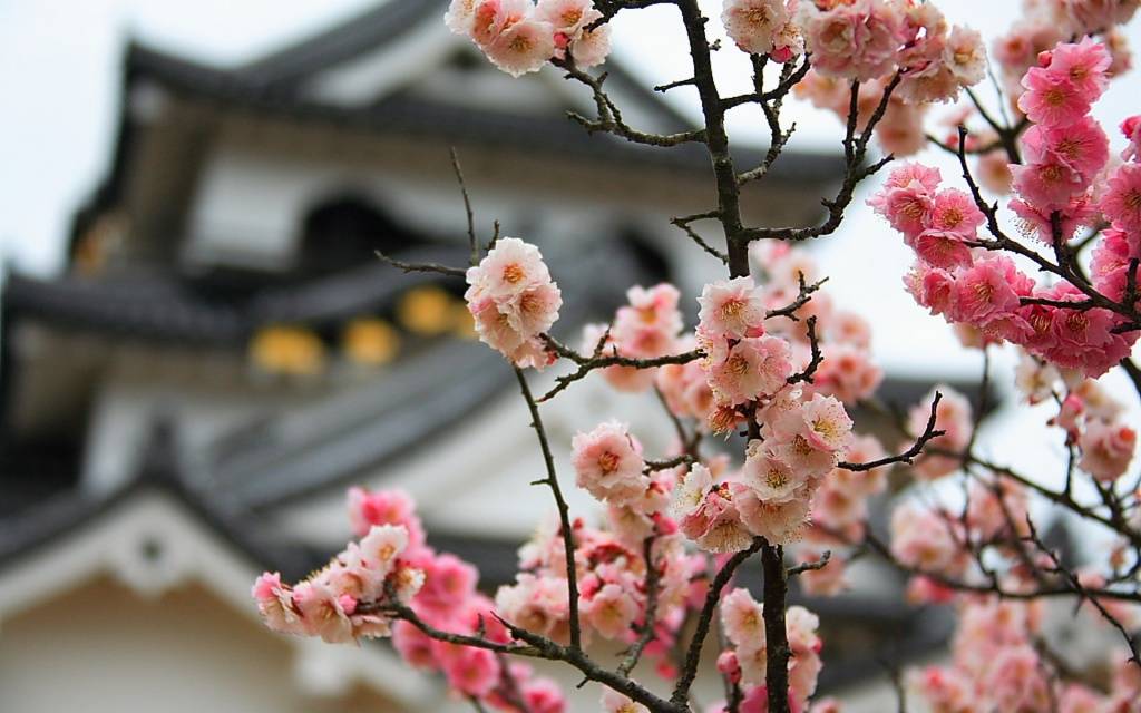 Цветок японский: описание, названия, особенности ухода и размножения