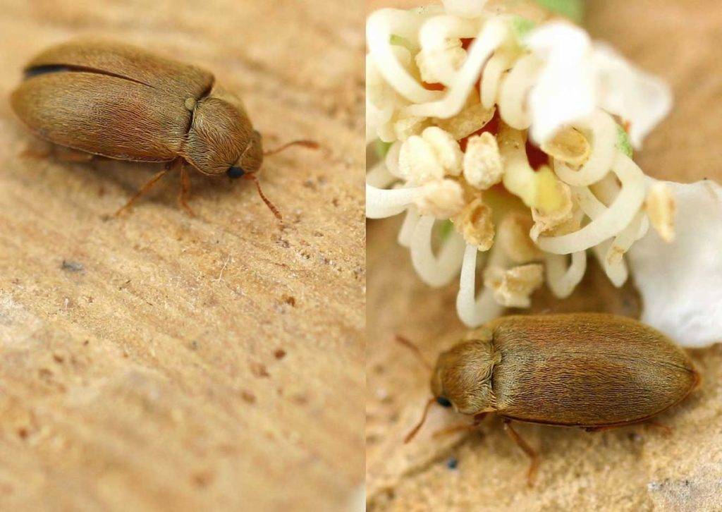 Малинный жук – способы борьбы, фото и описание