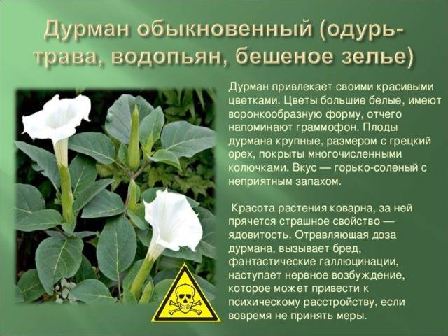 Ядовитое растение дурман обыкновенный: ботаническое описание, лечебные свойства