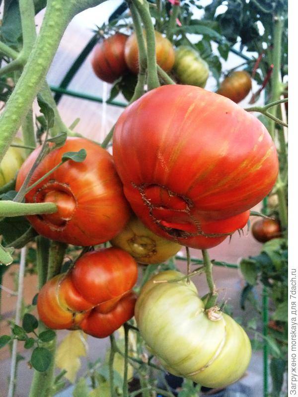 Томат амурский тигр: описание сорта помидоров и его характеристика, урожайность и отзывы садоводов по выращиванию с фото