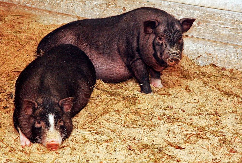Болезни вьетнамских вислобрюхих свиней: симптомы, лечение