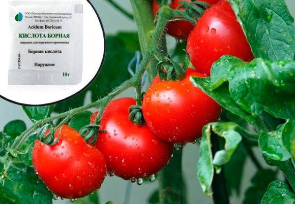 Как обработать помидоры борной кислотой: дозировка, инструкция по приготовлению раствора, полезные советы