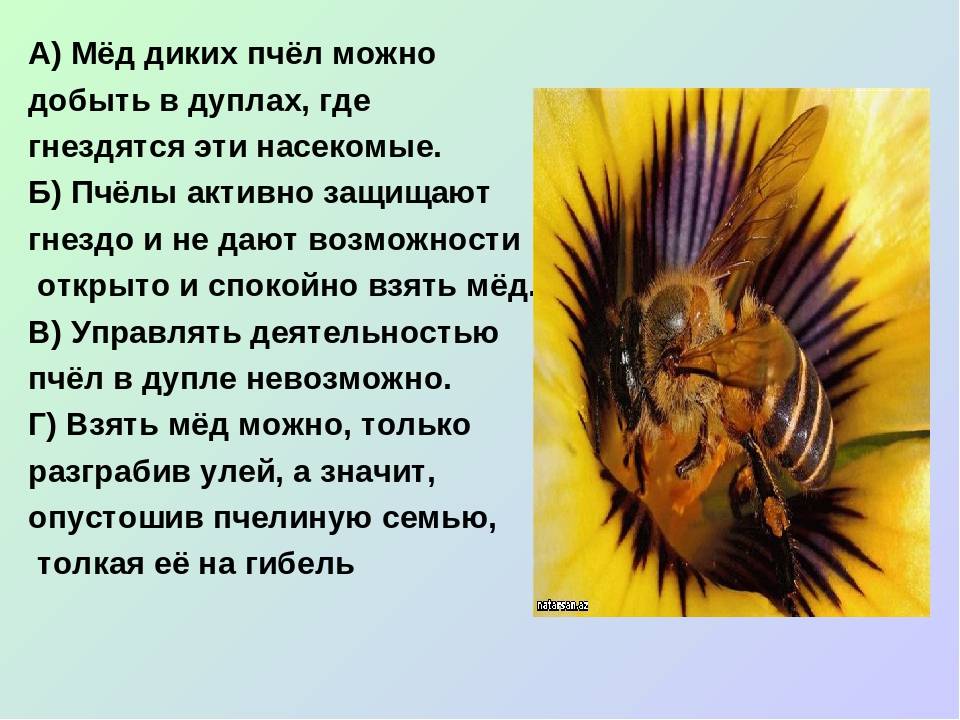 Бортевой (дикий) мед