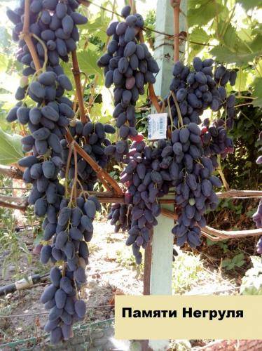Виноград "памяти негруля": описание сорта, фото, отзывы