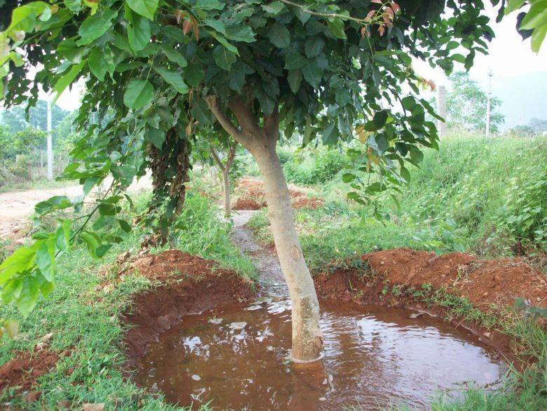 Как поливать плодовые деревья в жару для урожая