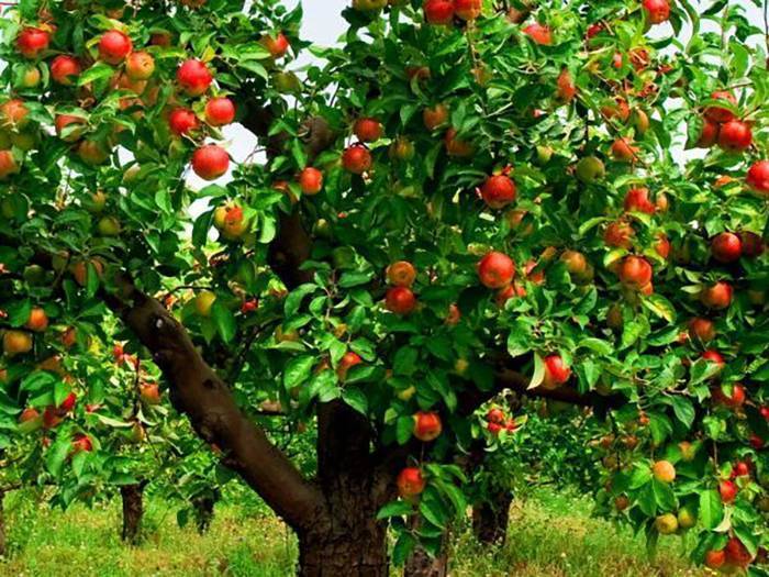 Почему яблоня не цветет и не плодоносит: почему это происходит причины и что делать