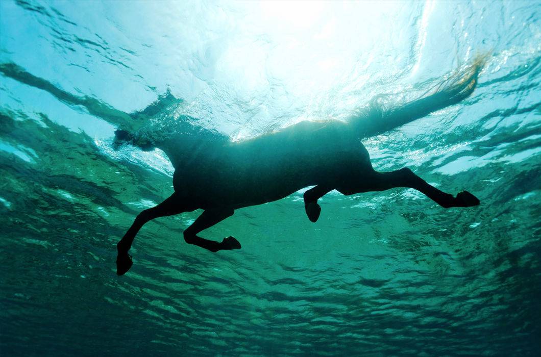 «лошади в океане»: одно из самых щемящих стихотворений бориса слуцкого