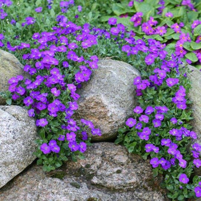 Лучшие цветы для альпийских горок, многолетние: фото с названиями