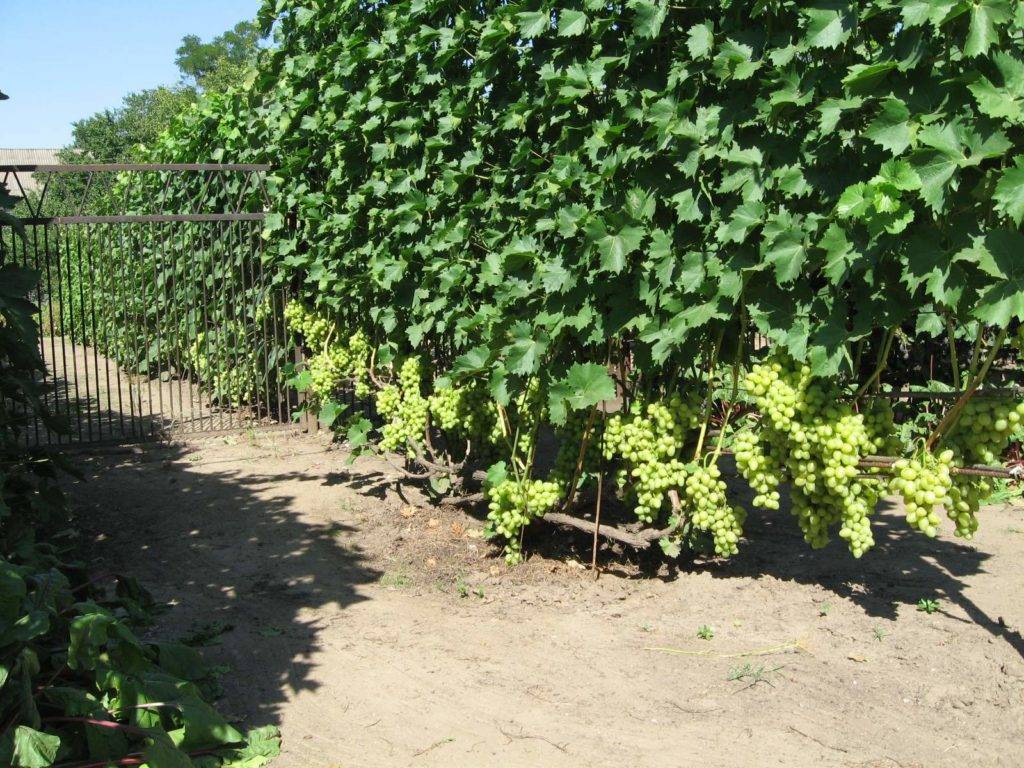 Как посадить виноград: когда сажать, куда сажать и как + метод ростислава шаова на supersadovnik.ru