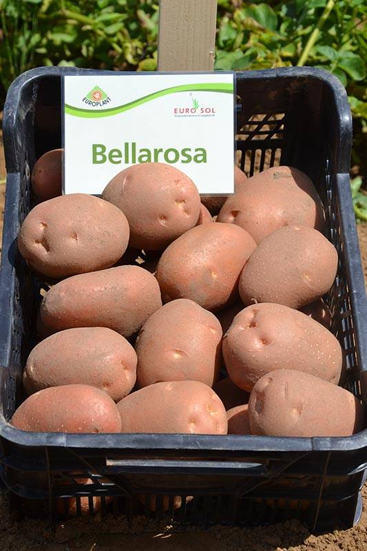 Картофель беллароза: характеристика сорта, описание сорта, отзывы и фото