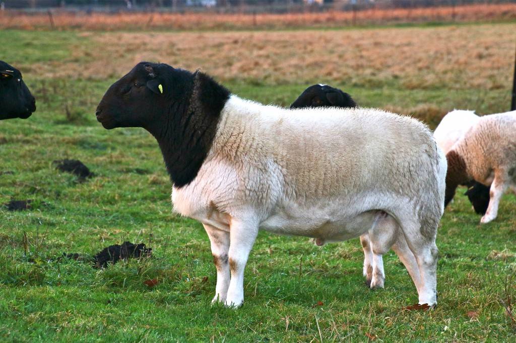 Лучшие породы овец: мясные, молочные, шерстные