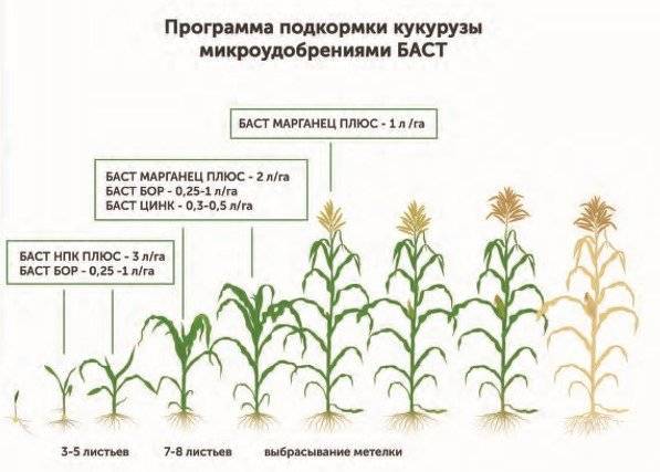 Чем подкормить кукурузу (удобрять, обработать, опрыскивать) для хорошего урожая