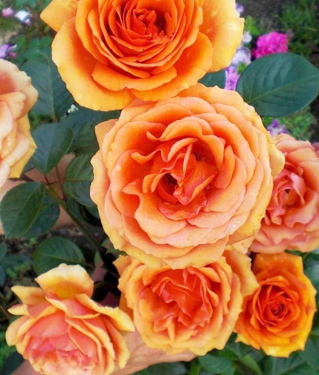 Муриам роза - характеристики сорта, правила ухода, отзывы | розоцвет