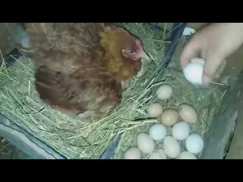 Как посадить курицу на яйца: советы, инструкция, контроль и уход
