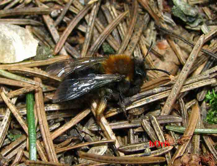 Земляная пчела: краткое описание, методы борьбы, интересные факты