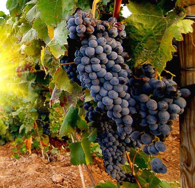 Ранние и ультраранние сорта винограда: описание, уход, отзывы