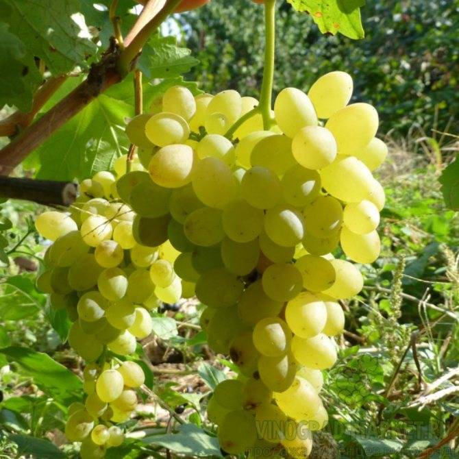 Описание сорта винограда аттика: отзывы садоводов