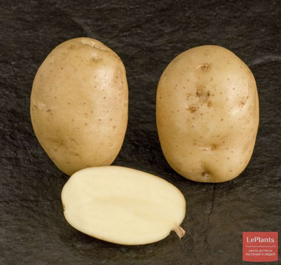 Картофель лорх – описание сорта, фото, отзывы
