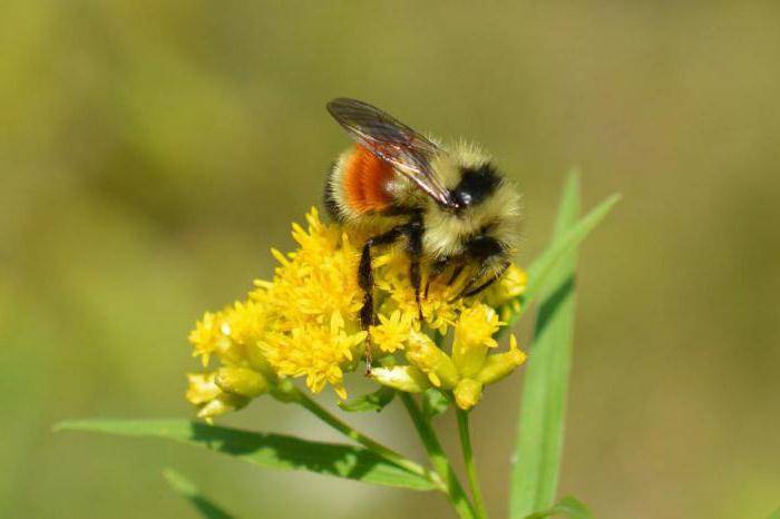 Земляные пчёлы: польза, вред, способы борьбы