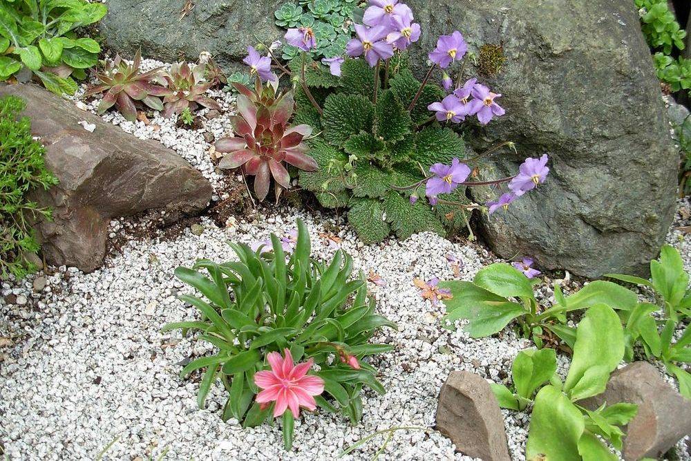 Малыши-крепыши: 15 лучших низкорослых растений для альпийской горки и рокария