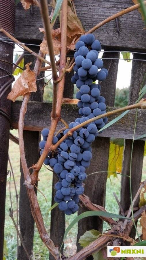 Сорт винограда альфа: фото, отзывы, описание, характеристики.