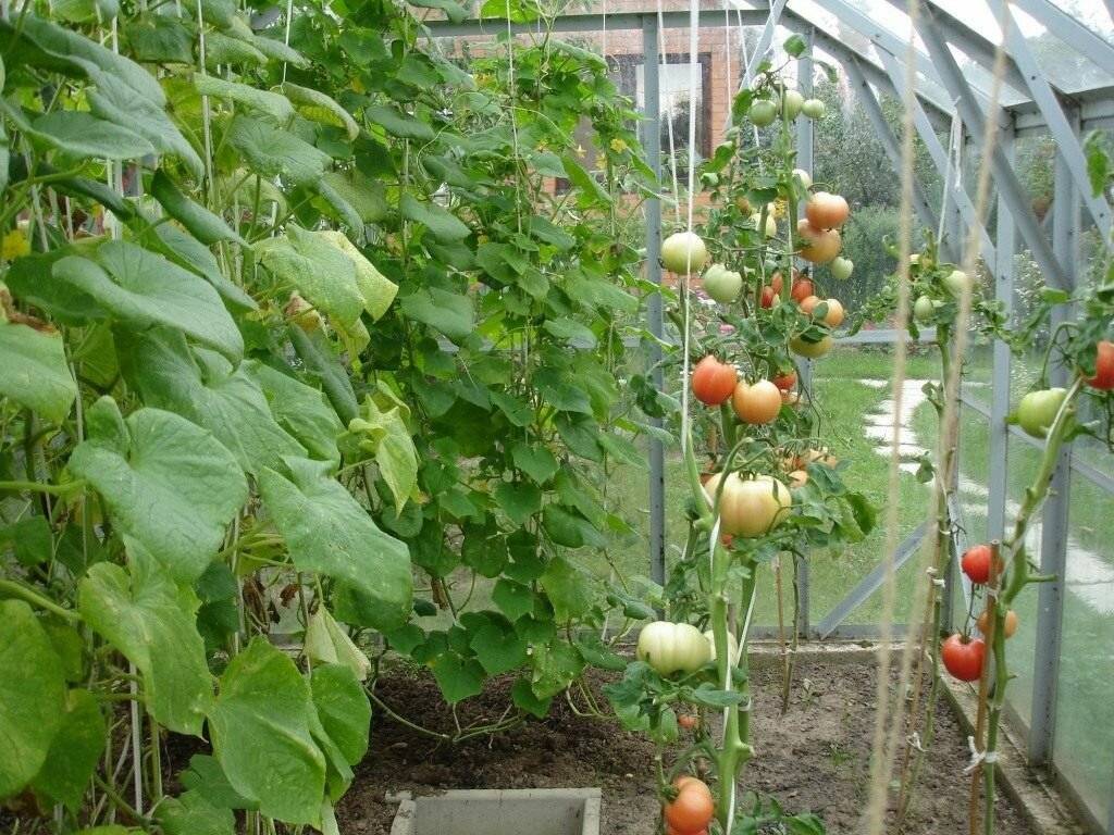 Огурцы и томаты в одной теплице