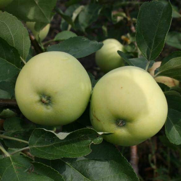 Выращивание яблони юнга