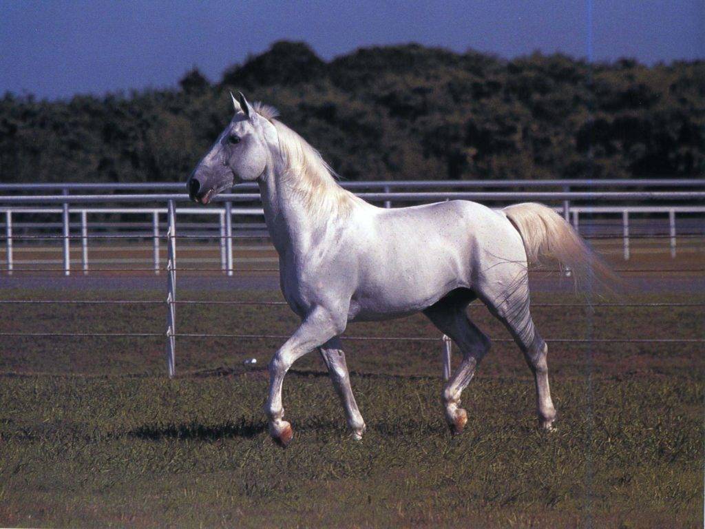Липицианские лошади - описание экстерьера, качества породы