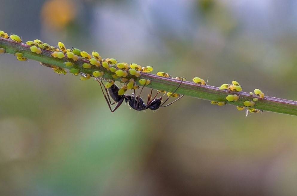На смородине тля и муравьи: 10 способов, как избавиться во время цветения и плодоношения