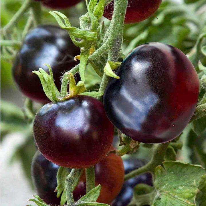 Черные помидоры и отличительные особенности их сортов