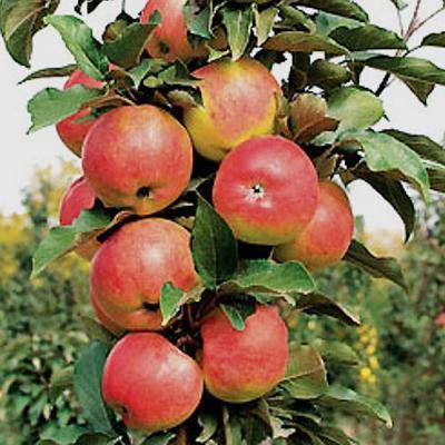 Описание сорта яблони васюган: фото яблок, важные характеристики, урожайность с дерева