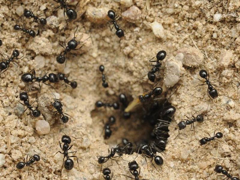 Что делать, если вы обнаружили муравьев в теплице: действенные способы борьбы с насекомыми