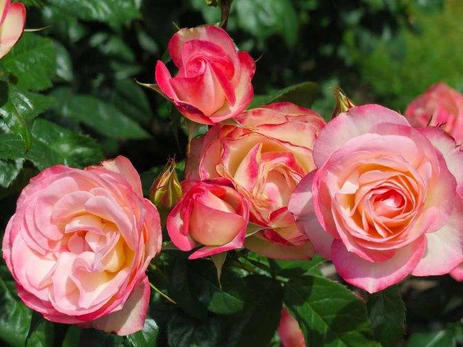 О розе Грандифлора: что это такое, характеристики сортов розы, правила ухода