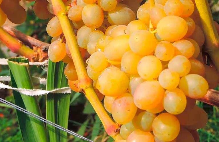 Виноград тасон: описание сорта, характеристики и положительные черты кустарника