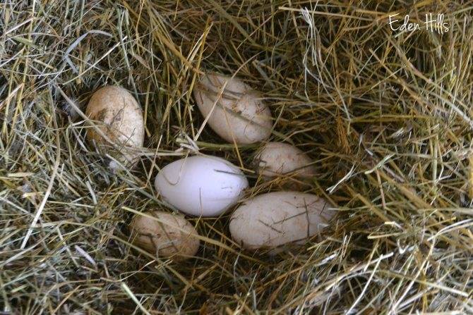 Сколько живут гуси, в каком возрасте начинают нестись, яйценскость