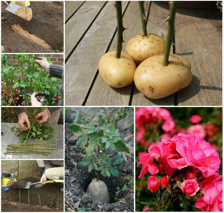 О выращивании роз в домашних условиях в квартире, на балконе: посадка и уход