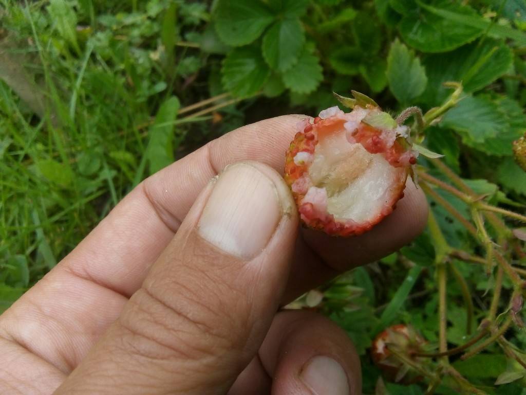 Эффективные методы, как избавиться от ос на малине и спасти ягоды от насекомых-«сладкоежек»