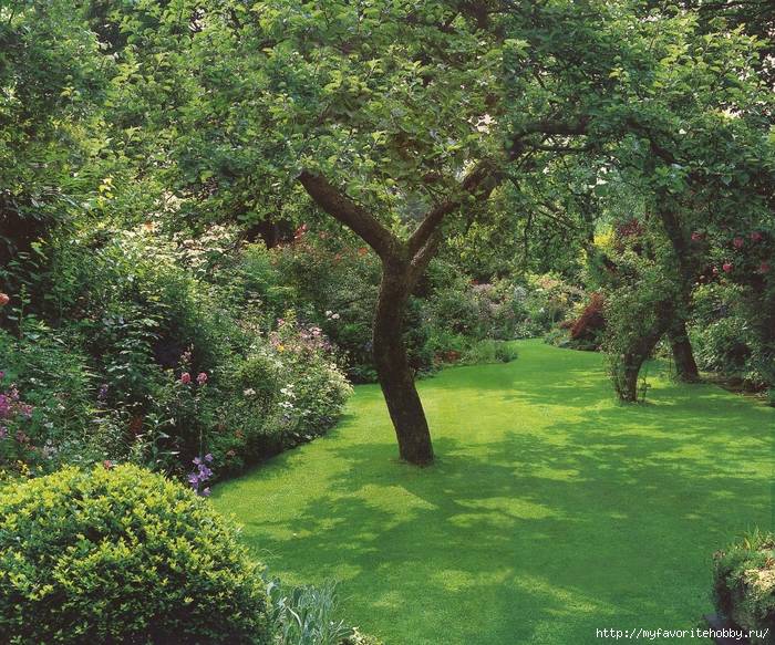 Закладываем фруктовый сад: 5 деревьев, которые выгодно сажать