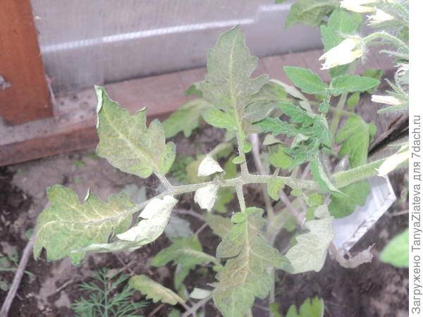 Фиолетовые листья у томатов: причины появления и способы лечения