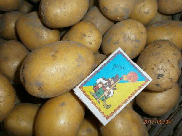 Сорт картофеля накра: фото, характеристика, отзывы