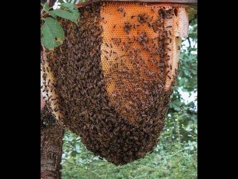Роение пчел: основные причины и как его избежать