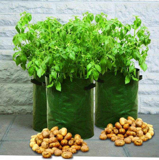 Выращивание картофеля оригинальным способом прямо в мешках
