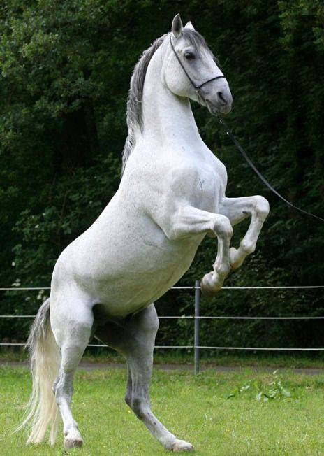 Описание и характеристики лошадей породы фалабелла, особенности содержания