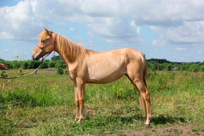 Каурая масть лошади: фото, какой это цвет