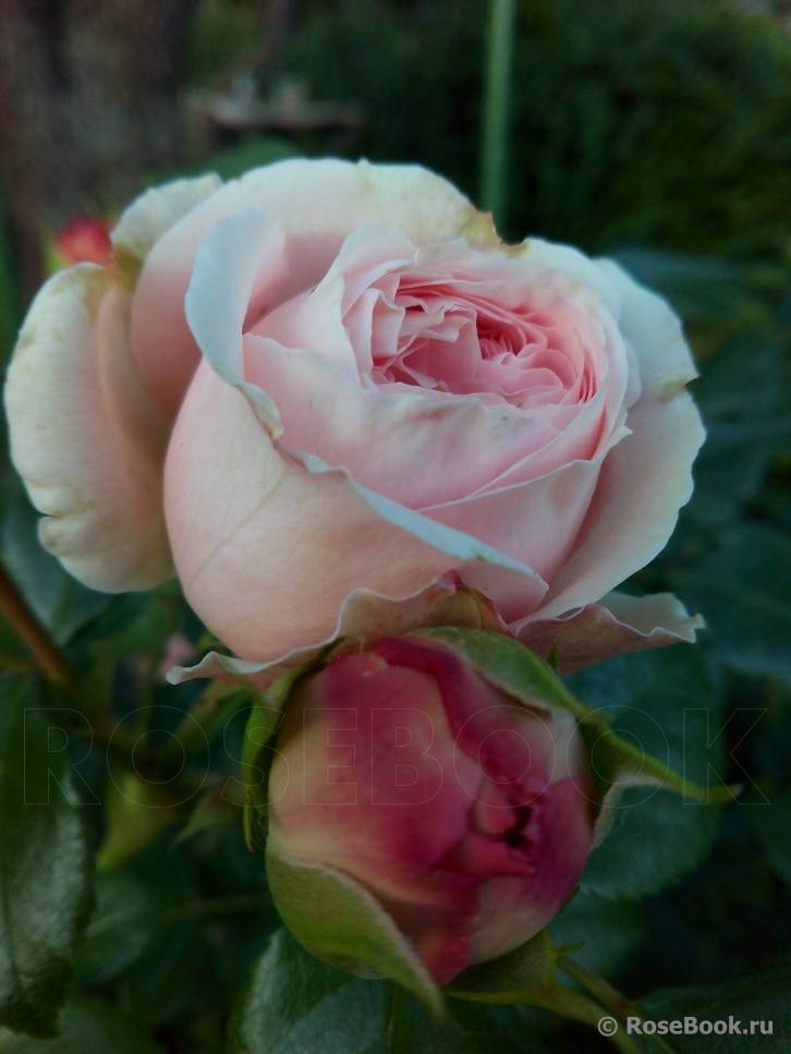 О розе Giardina: описание и характеристики, выращивание сорта плетистой розы