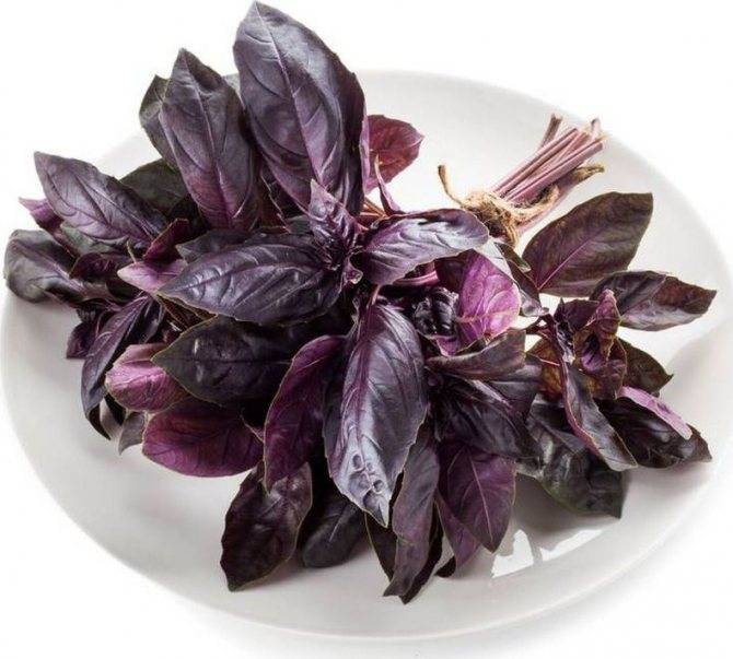 Особенности выращивания и способы употребления фиолетового базилика