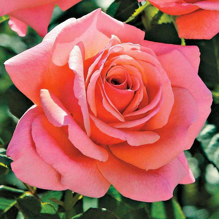 Розы грандифлора сорта фото описание
