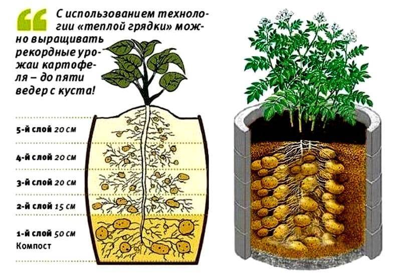 Выращивание картошки в мешке: 3 способа, инструкция, технология