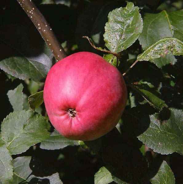 Сортовая яблоня пепин шафранный: фото и описание сорта