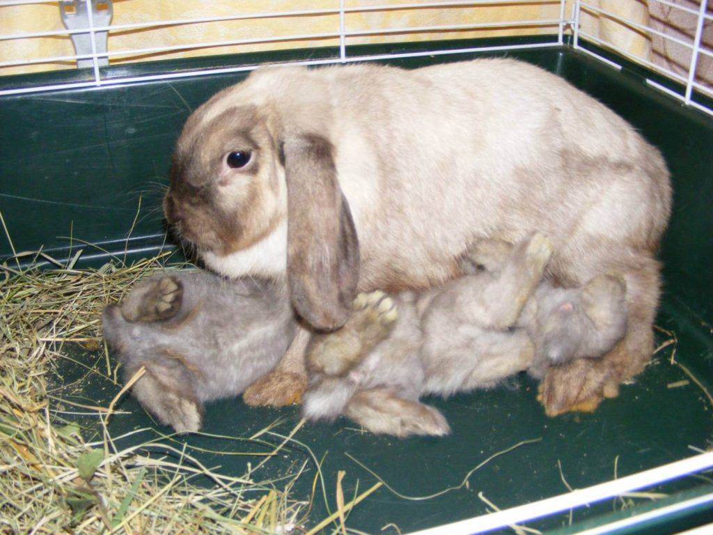 Как крольчиха кормит крольчат: фото и видео